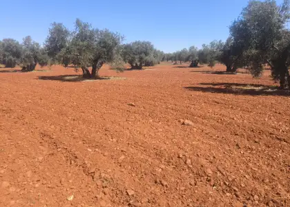 Finca Rústica en Valdepeñas, Carretera Daimiel en Valdepeñas