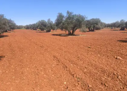 Finca Rústica en Valdepeñas, Carretera Daimiel en Valdepeñas