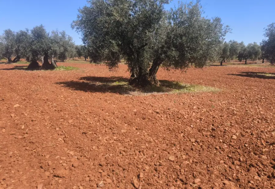 Finca Rústica en Valdepeñas, Carretera Daimiel en Valdepeñas