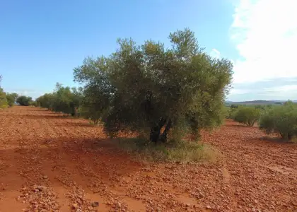 Finca Rústica en Valdepeñas, Carretera de Cozar en Valdepeñas
