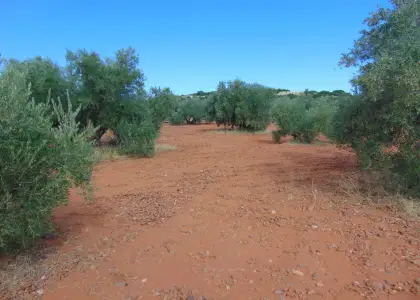 Finca Rústica en Valdepeñas, Carretera de Cozar en Valdepeñas
