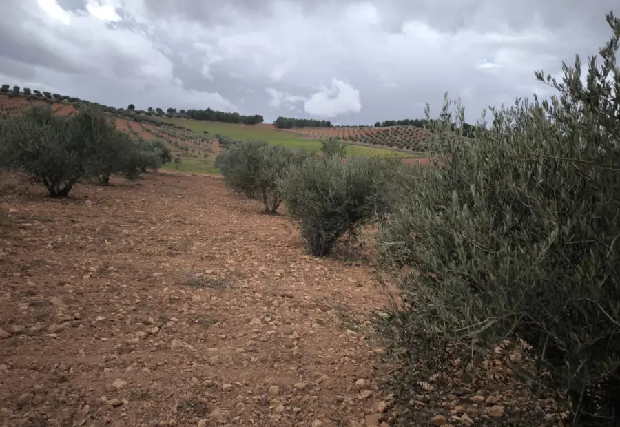 Finca Rústica en Valdepeñas, Carretera de Cozar en Valdepeñas