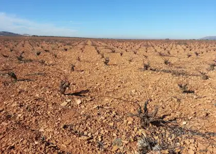 Finca Rústica en Valdepeñas, Carretera Infantes en Valdepeñas
