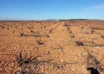 Finca Rústica en Valdepeñas, Carretera Infantes en Valdepeñas
