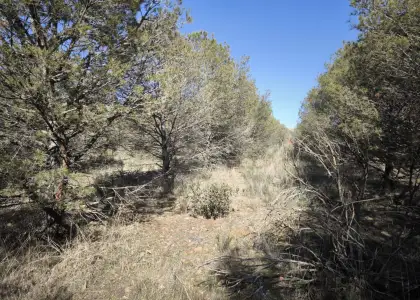 Finca Rústica en Valdepeñas, Carretera Infantes en Valdepeñas