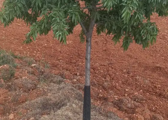 Finca Rústica en Valdepeñas, Carretera Infantes