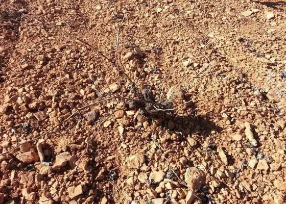 Finca Rústica en Valdepeñas, Carretera Infantes