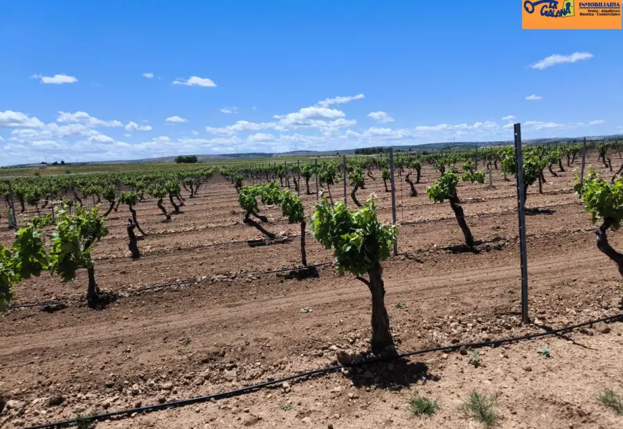 Finca Rústica en Valdepeñas, Carretera Moral en Valdepeñas