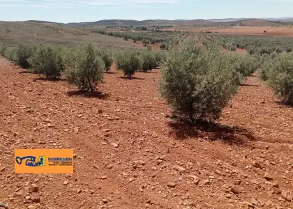 Finca Rústica en Valdepeñas, Carretera Santa Cruz en Valdepeñas