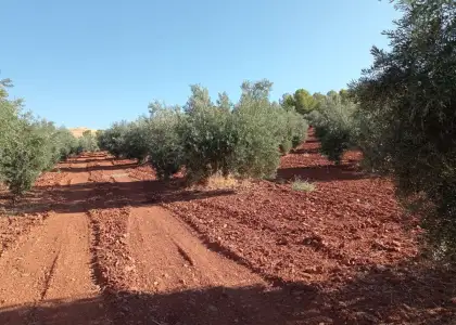 Finca Rústica en Valdepeñas, Nacional - IV en Valdepeñas