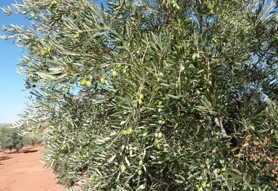 Finca Rústica en Valdepeñas, Nacional - IV en Valdepeñas