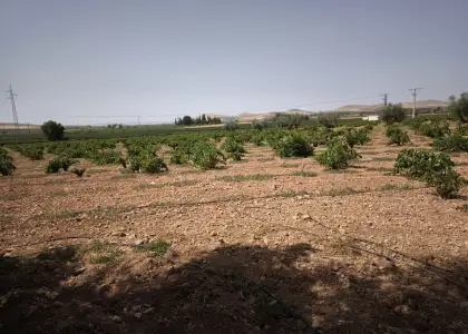 Finca Rústica en Valdepeñas, Valdepeñas en Valdepeñas