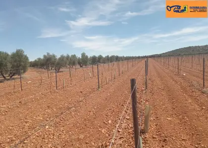Finca Rústica en Valdepeñas, Valdepeñas en Valdepeñas