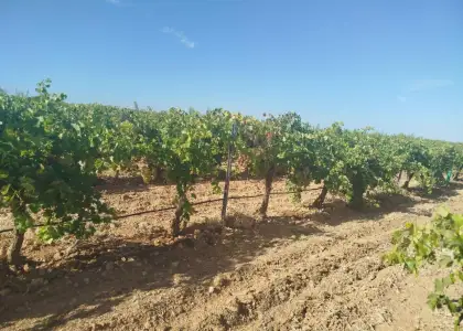 Finca rústica en venta en Alcázar de San Juan en Alcázar de San Juan