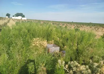 Finca rústica en venta en Alcázar de San Juan en Alcázar de San Juan
