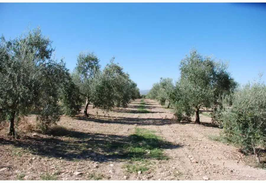 Finca rústica en venta en Manzanares en Manzanares