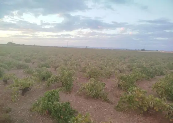 Finca rústica en venta en Manzanares