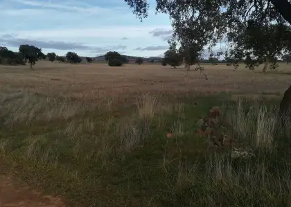 Finca Rústica en Viso Del Marques, Bazán en Viso del Marqués