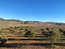 Finca Rústica Venta Carretara del Cristo, Valdepeñas