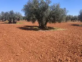 Finca Rústica Venta Carretera Daimiel, Valdepeñas