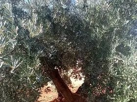 Finca Rústica Venta Nacional - IV, Valdepeñas en Valdepeñas