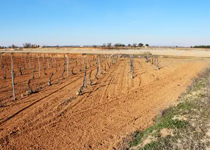Terreno en venta en lugar Sitio Montilla, S/n 13000, Ciudad Real, Pedro Muñoz en Pedro Muñoz