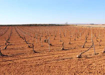Terreno en venta en lugar Sitio Montilla, S/n 13000, Ciudad Real, Pedro Muñoz en Pedro Muñoz