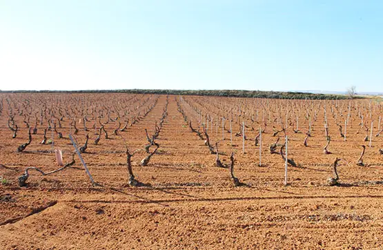 Terreno en venta en lugar Sitio Montilla, S/n 13000, Ciudad Real, Pedro Muñoz en Pedro Muñoz