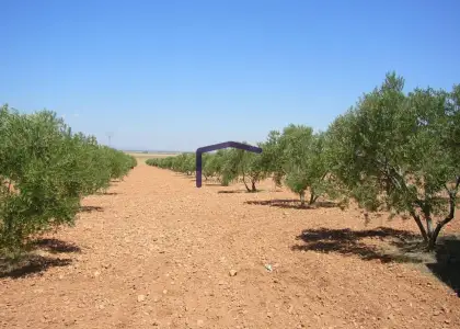 venta de finca rústica en Manzanares, Carretera de argamasilla en Manzanares