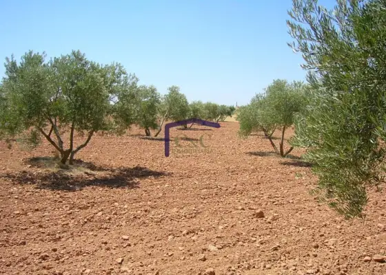venta de finca rústica en Manzanares, Carretera de argamasilla
