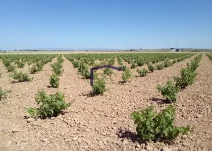 venta de finca rústica en Manzanares, Cementerio en Manzanares