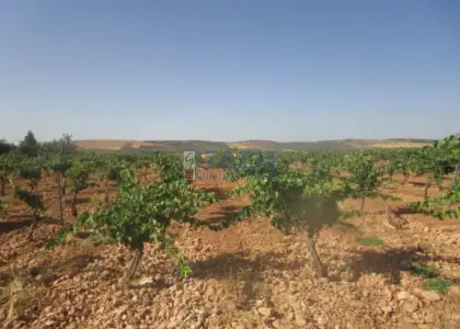 venta de finca rústica en Valdepeñas, CAMPO en Valdepeñas