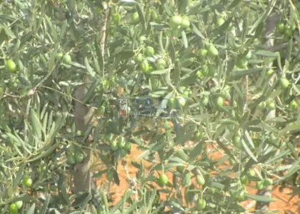 venta de finca rústica en Valdepeñas, CAMPO en Valdepeñas