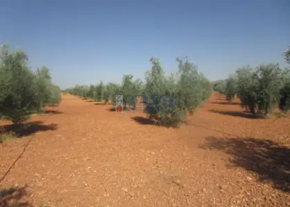 venta de finca rústica en Valdepeñas, CAMPO en Valdepeñas