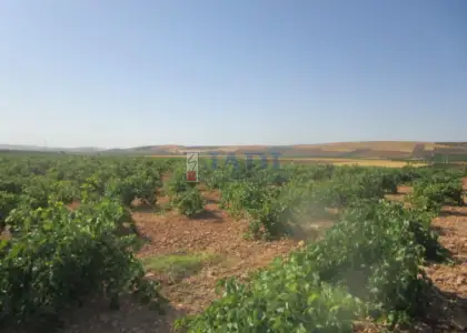 venta de finca rústica en Valdepeñas, CAMPO en Valdepeñas