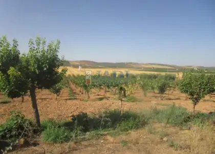 venta de finca rústica en Valdepeñas, CAMPO en Valdepeñas