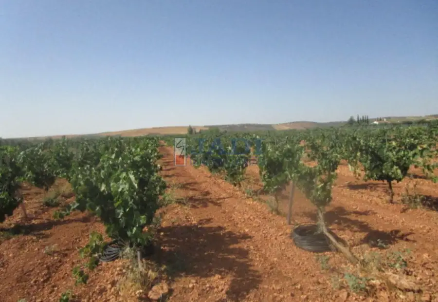 venta de finca rústica en Valdepeñas, CAMPO en Valdepeñas