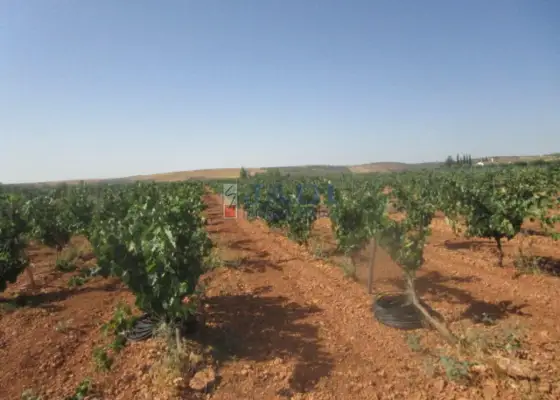 venta de finca rústica en Valdepeñas, CAMPO